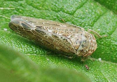 Allygus modestus