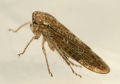 Allygus modestus