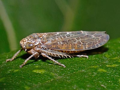 Allygus modestus