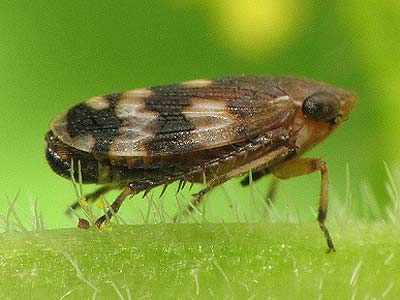 Aphrodes albifrons