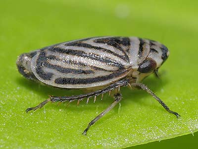 Planaphrodes flavostriatus