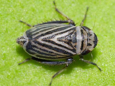 Planaphrodes flavostriatus