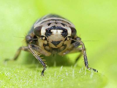 Planaphrodes flavostriatus