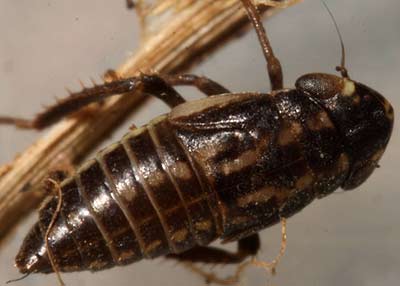 Planaphrodes histrionicus