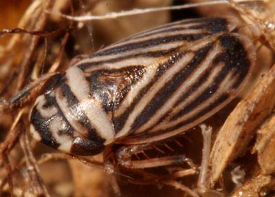 Planaphrodes flavostriatus