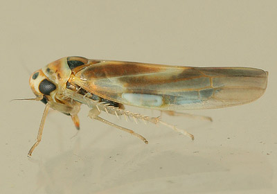 Arboridia ribauti