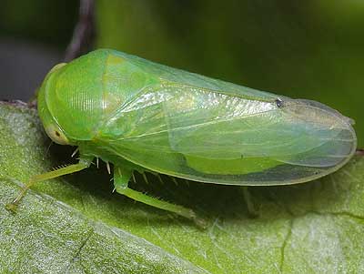 Batracomorphus allionii
