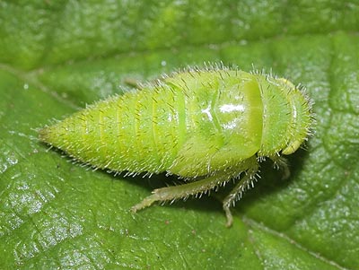 Batracomorphus allionii