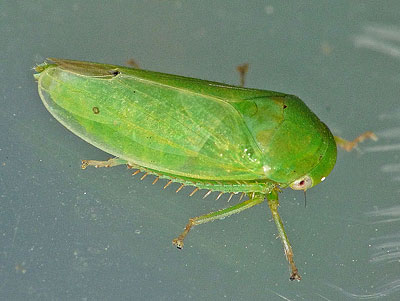 Batracomorphus allionii