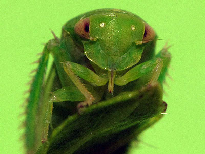 Batracomorphus allionii