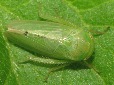 Batracomorphus allionii