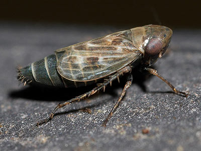 side view
