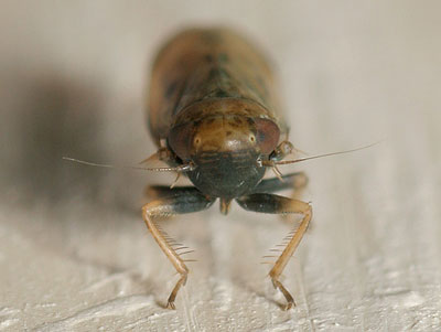 Deltocephalus pulicaris
