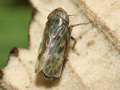 Deltocephalus pulicaris