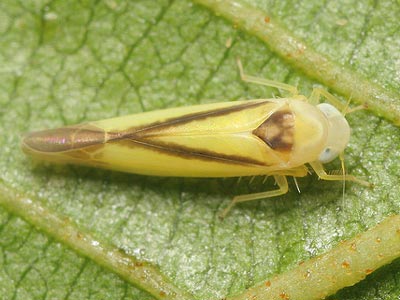 Edwardsiana geometrica