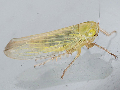 Elymana sulphurella