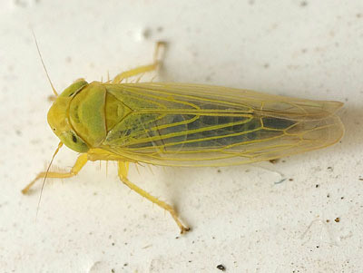 Elymana sulphurella