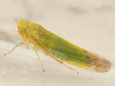 Eupteryx filicum