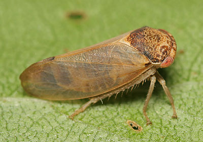 Iassus lanio