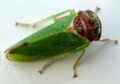 Iassus lanio