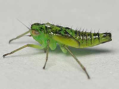 nymph