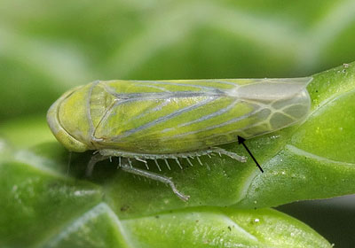 Liguropia juniperi