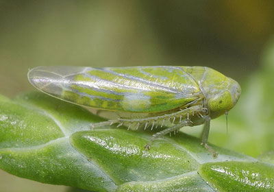 Liguropia juniperi
