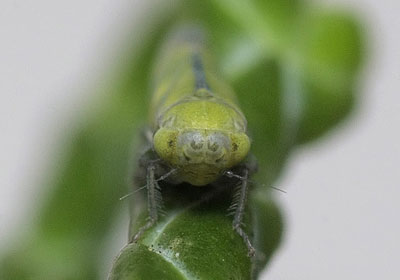 Liguropia juniperi