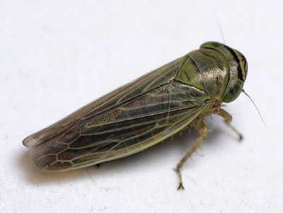 Limotettix striola