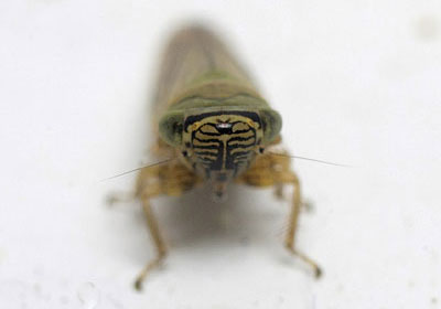 Limotettix striola