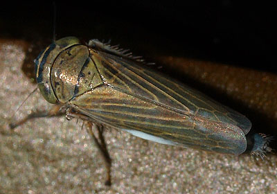 Limotettix striola
