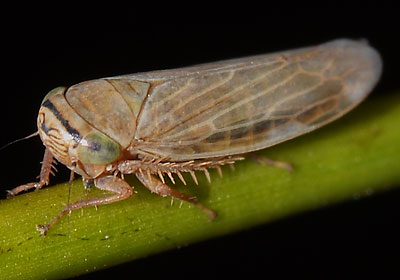 Limotettix striola