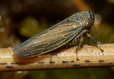 Limotettix striola