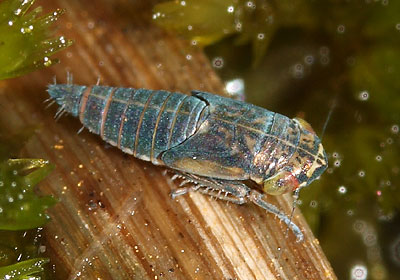 Limotettix striola nymph
