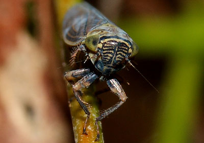 Limotettix striola