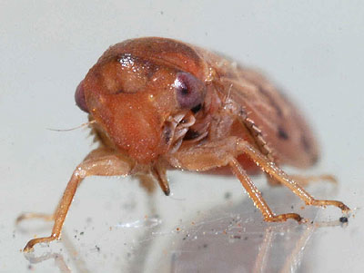 Macropsis cerea