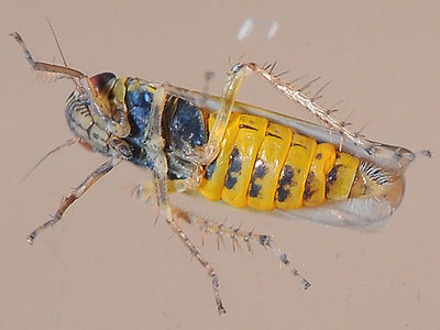 Macrosteles sexnotatus