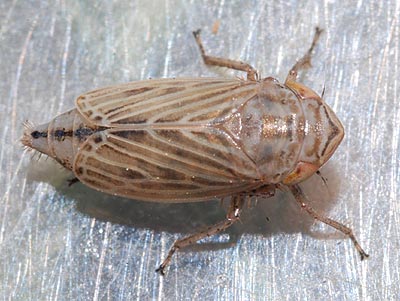 Macustus grisescens