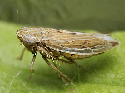Mocydiopsis attenuata