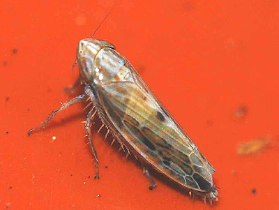 Mocydiopsis parvicauda