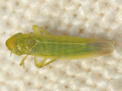 Notus flavipennis female