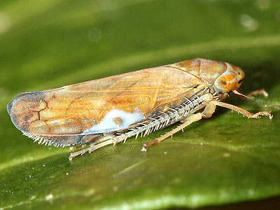 Placotettix taeniatifrons