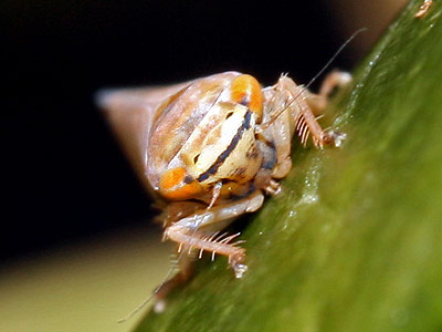 Placotettix taeniatifrons