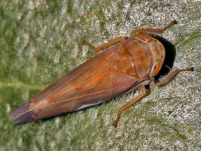 Placotettix taeniatifrons