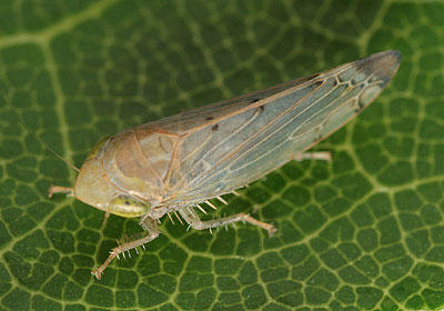 Synophropsis lauri