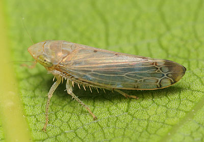 Synophropsis lauri