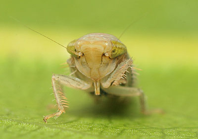 Synophropsis lauri