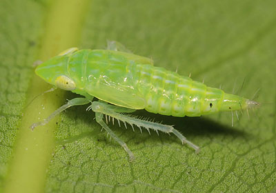 Synophropsis lauri nymph