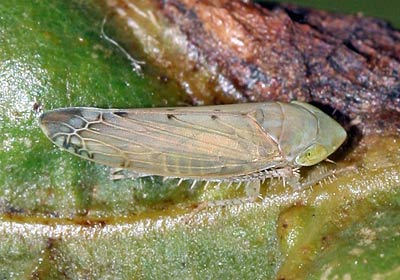 Synophropsis lauri