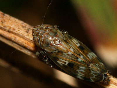 Sardius argus